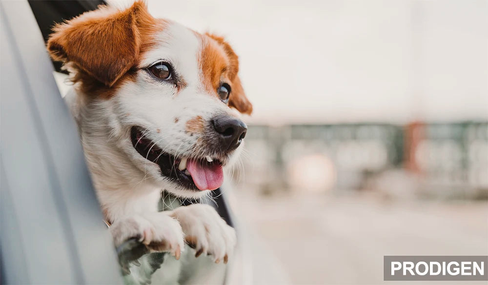 PETRAVEL-funda para asiento de coche para perros, impermeable, para viaje, hamaca, Protector de asiento trasero, estera, portador de seguridad para perros