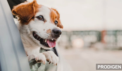 PETRAVEL-funda para asiento de coche para perros, impermeable, para viaje, hamaca, Protector de asiento trasero, estera, portador de seguridad para perros